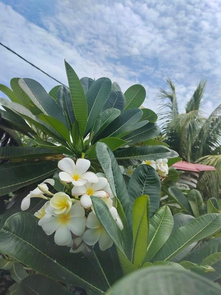 Langkawi Homestay Bunga Padi Kuah Exterior foto